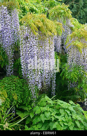 Il glicine giapponese (Wisteria floribunda 'Multijuga', Wisteria floribunda Multijuga, Wisteria brachybotrys), cultivar Multijuga Foto Stock