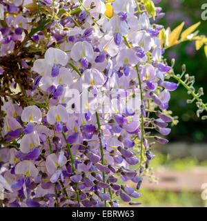 Il glicine giapponese (Wisteria floribunda, Wisteria brachybotrys), fioritura Foto Stock