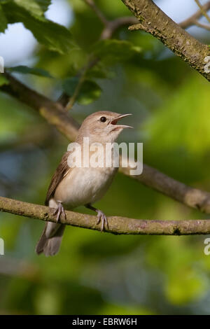 Giardino trillo (Sylvia borin), seduto su un ramo di canto, Germania Foto Stock