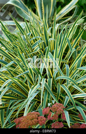 Adam's ago, debole-foglia di Yucca (Yucca filamentosa 'bordo luminoso", Yucca filamentosa bordo luminoso), cultivar bordo luminoso Foto Stock