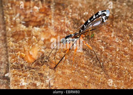 Ichneumon gigante, Sabre Wasp, Grandi ichneumon wasp (Rhyssa persuasoria), femmina perforazione, Germania Foto Stock