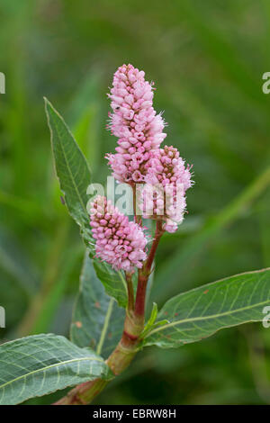 Bistort anfibio (Persicaria amphibia f. aquatica, Polygonum amphibium f. aquaticum), fioritura, Germania Foto Stock