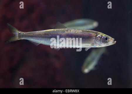 Le aringhe atlantico Aringa (Clupea harengus), nuoto giovani aringhe Foto Stock