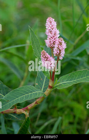 Bistort anfibio (Persicaria amphibia f. aquatica, Polygonum amphibium f. aquaticum), fioritura, Germania Foto Stock