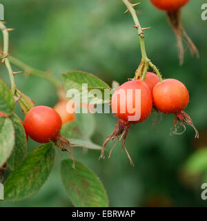 Roverella rosa (Rosa villosa), frutti su un albero, Germania, il Land Brandeburgo Foto Stock