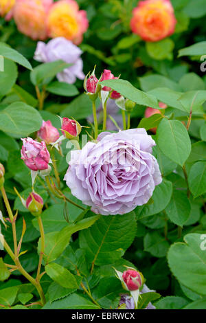 Rose ornamentali (Rosa "Novalis', Rosa Novalis), cultvar Novalis, Germania Amburgo Foto Stock