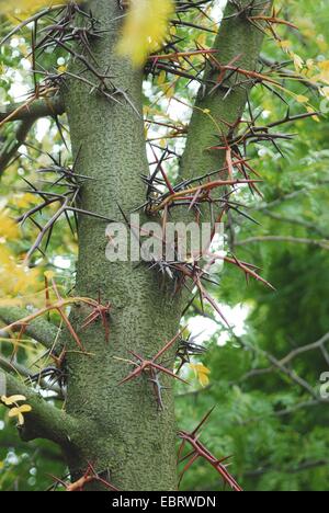 Honeylocust, miele locust (Gleditsia triacanthos), trunk con spine Foto Stock