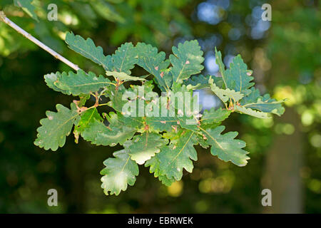 Rovere (Quercus petraea, Quercus sessilis, Quercus sessiliflora), ramo Foto Stock