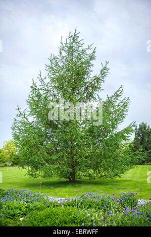 Giapponese larice (Larix kaempferi), albero singolo su un lwan, Germania, Bassa Sassonia Foto Stock