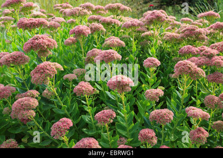 Stonecrop Orpine, giardino stonecrop, Live-forever stonecrop (Sedum telephium, Hylotelephium telephium), che fiorisce in un giardino Foto Stock