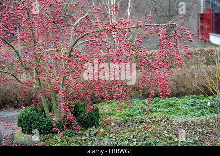 Apple ornamentali tree (Malus " Red Sentinel', Malus Red Sentinel), cultivar Red Sentinel Foto Stock