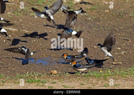 Casa comune martin (Delichon urbica), casa comune martins e red-rumped rondini raccogliere materiale di nidificazione a waterhole, Bulgaria, Kap Kaliakra Foto Stock