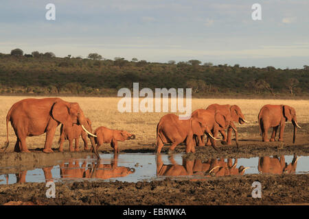 Elefante africano (Loxodonta africana), allevamento presso un posto d'acqua, Kenya, parco nazionale orientale di Tsavo Foto Stock