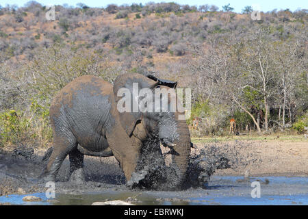 Elefante africano (Loxodonta africana), schizzi di se stesso con acqua e fango, Sud Africa, Umfolozi Game Reserve Foto Stock