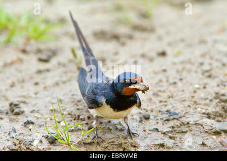 Barn swallow (Hirundo rustica), la raccolta di fango per la nidificazione, Germania Foto Stock