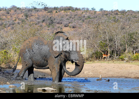 Elefante africano (Loxodonta africana), bagni di fango, Sud Africa, Hluhluwe-Umfolozi Parco Nazionale Foto Stock