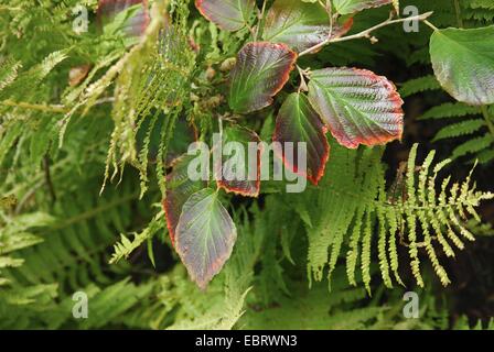 Amamelide (Hamamelis intermedia 'Diane', Hamamelis x intermedia 'Diane'), foglie di autunno Foto Stock