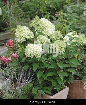 Panicle ortensia (Hydrangea paniculata 'Limelight', Hydrangea paniculata Limelight), cultivar ribalta come impianto di contenitore Foto Stock