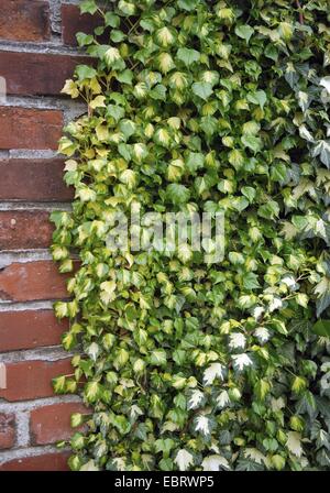 English ivy, comune edera (Hedera helix 'Goldheart', Hedera helix Goldheart), cultivar Goldheart salendo un rivestimento Foto Stock
