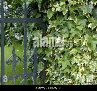 English ivy, comune edera (Hedera helix 'Goldchild', Hedera helix Goldchild), cultivar Goldchild un vincolo saldo con intorno un giardino cancello Foto Stock