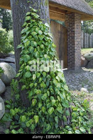Il persiano edera (Hedera colchica 'Sulphur cuore', Hedera colchica Cuore di zolfo), cultivar Cuore di zolfo Foto Stock