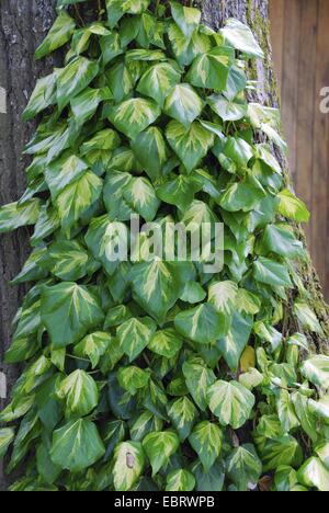 Il persiano edera (Hedera colchica 'Sulphur cuore', Hedera colchica Cuore di zolfo), cultivar Cuore di zolfo Foto Stock