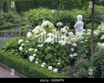 Wild ortensia (Hydrangea arborescens " Grandiflora', Hydrangea arborescens grandiflora), cultivar grandiflora, che fiorisce in un giardino Foto Stock