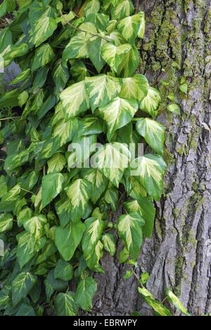 Il persiano edera (Hedera colchica 'Sulphur cuore', Hedera colchica Cuore di zolfo), cultivar Cuore di zolfo Foto Stock