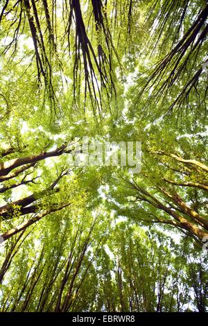 Carpino comune europeo (carpino Carpinus betulus 'Fastigiata', Carpinus betulus Fastigiata), guardando fino ad albero, corone, in Germania, in Renania settentrionale-Vestfalia, la zona della Ruhr, Dortmund Foto Stock