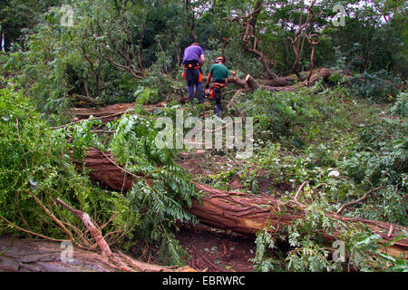 Lavoratore di legno con motore visto il taglio di logs, Germania Foto Stock