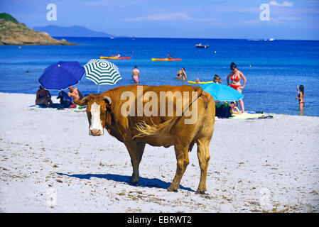 Gli animali domestici della specie bovina (Bos primigenius f. taurus), mucca su una spiaggia di Macinaggio nel nord della Corsica, Francia, Francia, Corsica, Cap Corse, Bastia Erbalunga Foto Stock