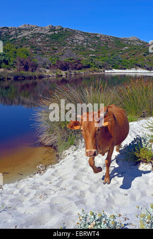 Gli animali domestici della specie bovina (Bos primigenius f. taurus), mucca nel nord della Corsica sulla spiaggia Agriates a Saleccia, isola vicino a Saint Florent town, Francia, Corsica, Saint Florent Foto Stock