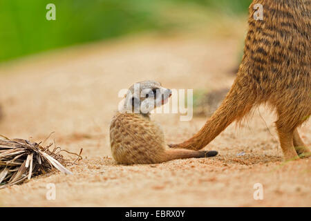 Suricate, sottile-tailed meerkat (Suricata suricatta), pup giacente a terra Foto Stock