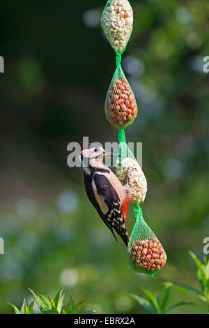 Picchio rosso maggiore (Picoides major, Dendrocopos major), maschio a bird feeder con arachidi, Germania Foto Stock