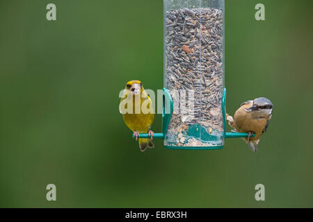 Western verdone (Carduelis chloris), verdone e il picchio muratore in corrispondenza di un alimentatore di birs, alimentando ad un pasto rinfusa tramoggia riempita di grani, Germania Foto Stock