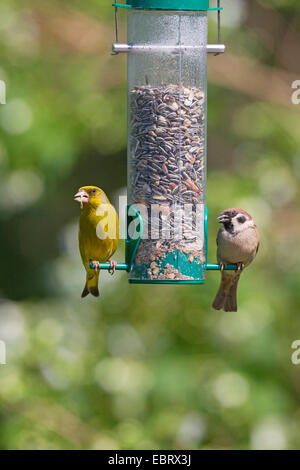 Western verdone (Carduelis chloris), e passera mattugia a bird feeder, grani di alimentazione in corrispondenza di un pasto tramoggia bulk, Germania Foto Stock