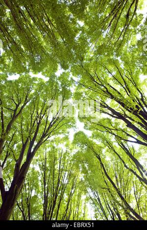 Carpino comune europeo (carpino Carpinus betulus 'Fastigiata', Carpinus betulus Fastigiata), guardando fino ad albero, corone, in Germania, in Renania settentrionale-Vestfalia, la zona della Ruhr, Dortmund Foto Stock