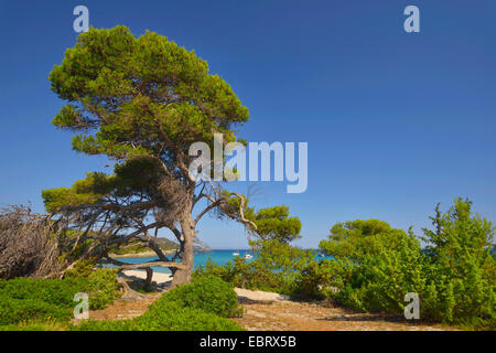 Pino di Aleppo (Pinus halepensis), albero nella zona di Saleccia nel deserto de Agriates, Francia, Corsica, Les Agriates, Saint Florent Foto Stock