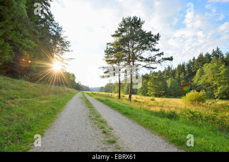 Il paesaggio di un piccolo sentiero che passa attraverso una valle di sera a inizio estate , Germania Baviera, Oberpfalz Foto Stock