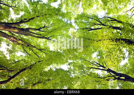 Carpino comune europeo (carpino Carpinus betulus 'Fastigiata', Carpinus betulus Fastigiata), guardando fino ad albero, corone, in Germania, in Renania settentrionale-Vestfalia, la zona della Ruhr, Dortmund Foto Stock