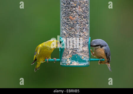 Western verdone (Carduelis chloris), verdone e il picchio muratore in corrispondenza di un alimentatore di birs, alimentando ad un pasto rinfusa tramoggia riempita di grani, Germania Foto Stock