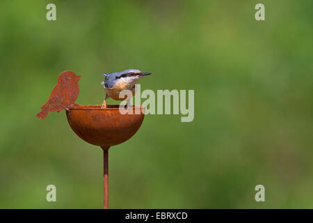 Eurasian picchio muratore (Sitta europaea), si siede sul giardino decorazione, Germania Foto Stock