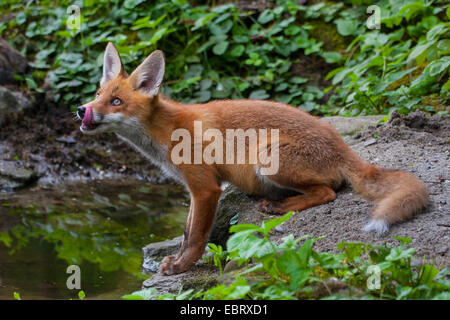 Red Fox (Vulpes vulpes vulpes), Fox cub si trova in una foresta pond, Svizzera, Sankt Gallen, Rheineck Foto Stock