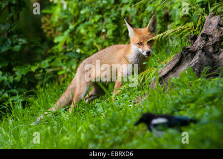 Red Fox (Vulpes vulpes vulpes), Fox cub guardando una gazza, Svizzera, Sankt Gallen, Rheineck Foto Stock