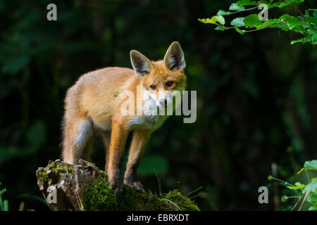 Red Fox (Vulpes vulpes vulpes), kit fox in piedi su una radice di muschio, Svizzera, Sankt Gallen, Rheineck Foto Stock