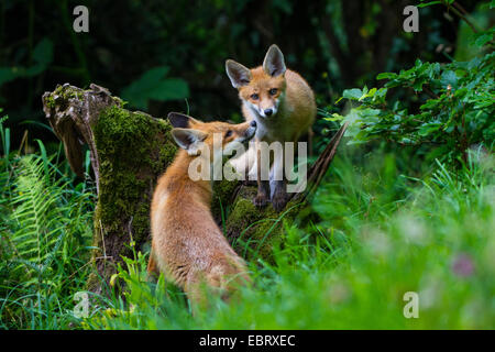 Red Fox (Vulpes vulpes vulpes), due cuccioli di fox curiosando a ciascun altro, Svizzera, Sankt Gallen, Rheineck Foto Stock