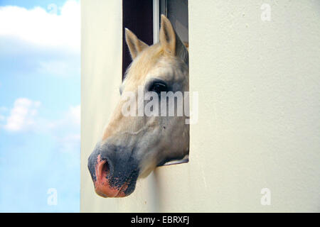 Cavallo andaluso (Equus przewalskii f. caballus), cavallo guardando fuori della finestra stabile Foto Stock
