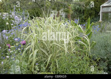 Miscanto, Zebra erba, erba di Tiger (Miscanthus sinensis 'Variegatus', Miscanthus sinensis Variegatus), in un aiuola di fiori Foto Stock