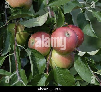 Melo (Malus domestica " Red Topaz', Malus domestica topazio rosso), cultivar Red Topaz, mele su un albero Foto Stock