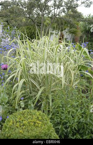 Miscanto, Zebra erba, erba di Tiger (Miscanthus sinensis 'Variegatus', Miscanthus sinensis Variegatus), in un aiuola di fiori Foto Stock